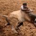 Jallikattu