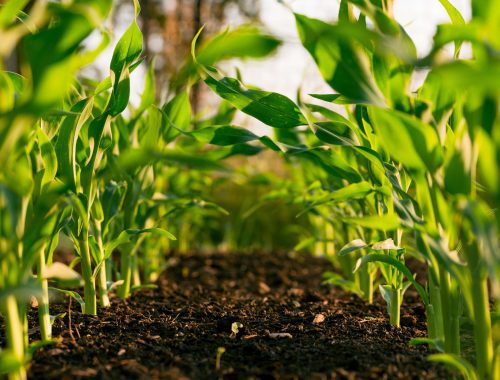 Agriculture